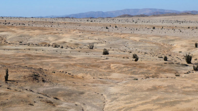 «Экстремальные» сообщества организмов придают пятнистый оттенок пустыне Атакама в национальном парке Пан-де-Асукар