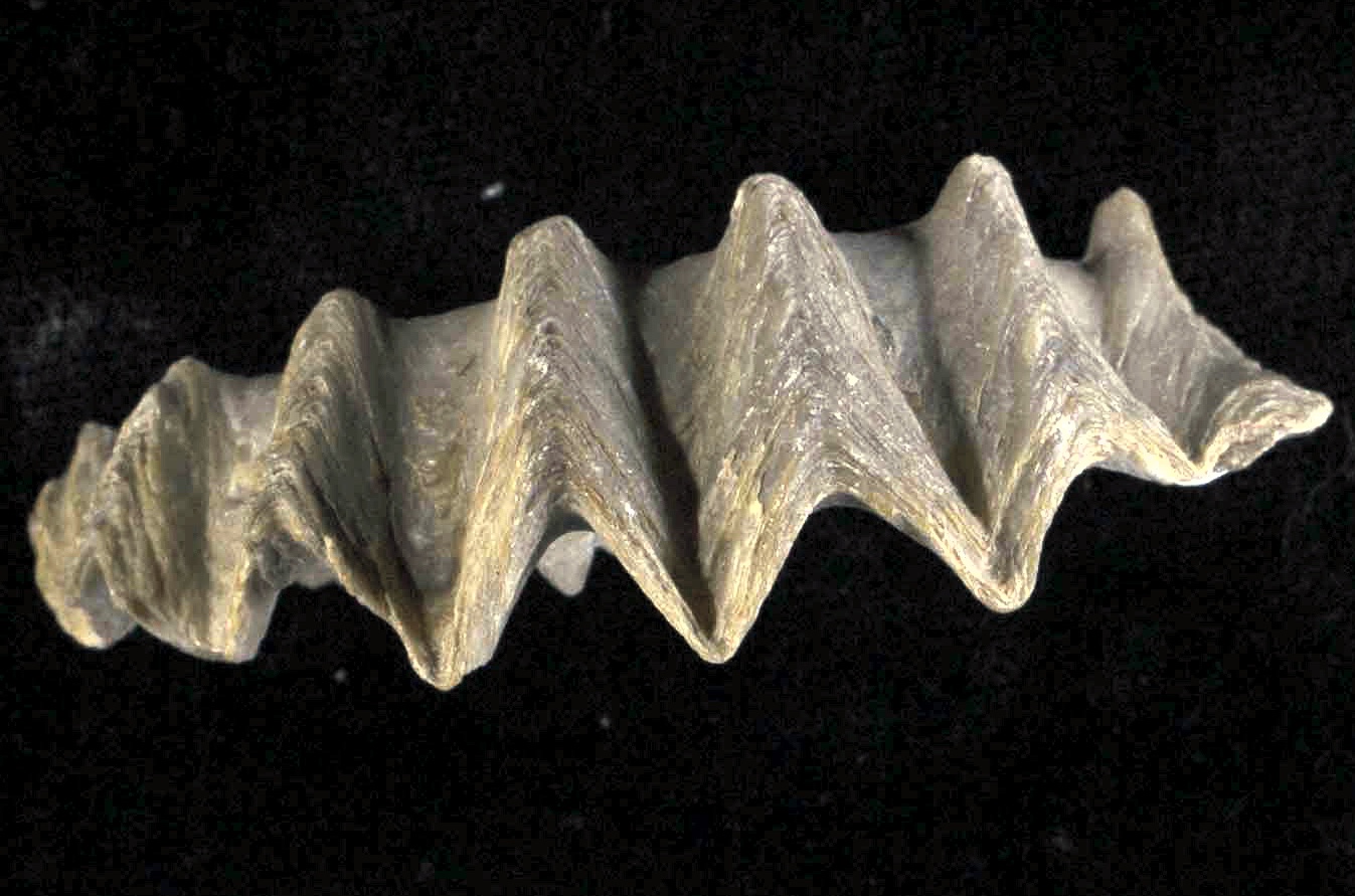 Устрица Agerostrea ungulata, датированная возрастом 66-72 миллиона лет