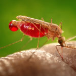 Секрет устойчивости комаров к инсектицидам обнаружили в их ножках