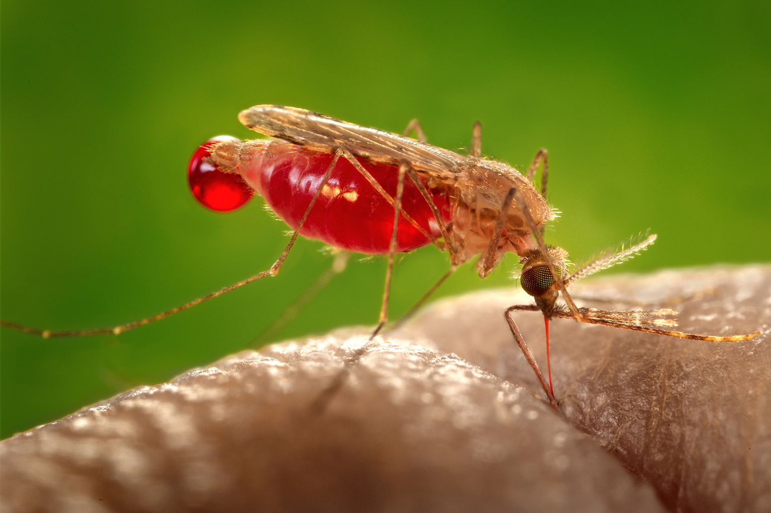 Секрет устойчивости комаров к инсектицидам обнаружили в их ножках