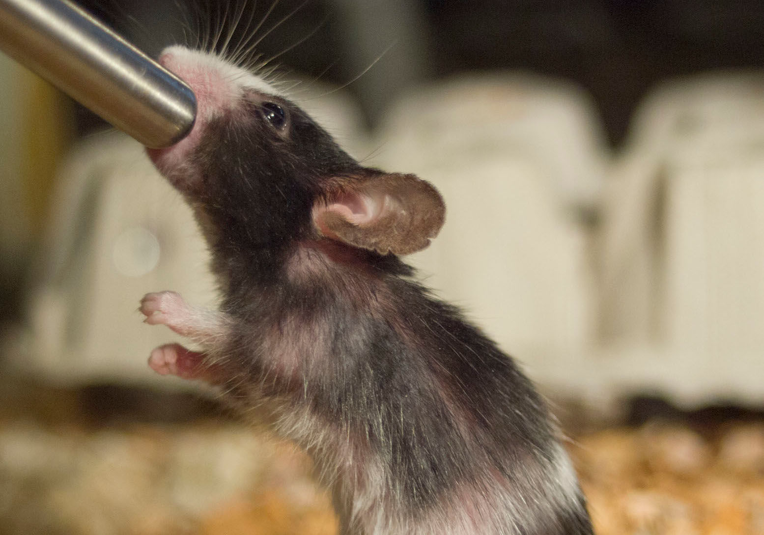 Биологи нашли нейроны, ответственные за развитие алкоголизма