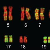 Флуоресцентная гибридизация in situ хромосом человека (контрастированы красным) с зондами к Alu-повторам (зелёный)