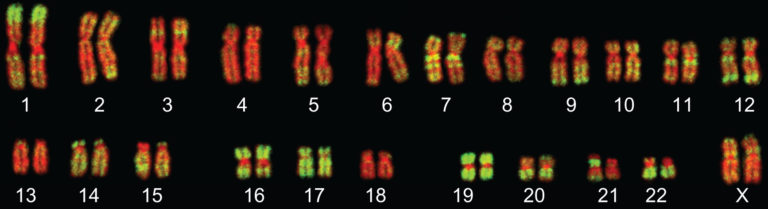 Флуоресцентная гибридизация in situ хромосом человека (контрастированы красным) с зондами к Alu-повторам (зелёный)