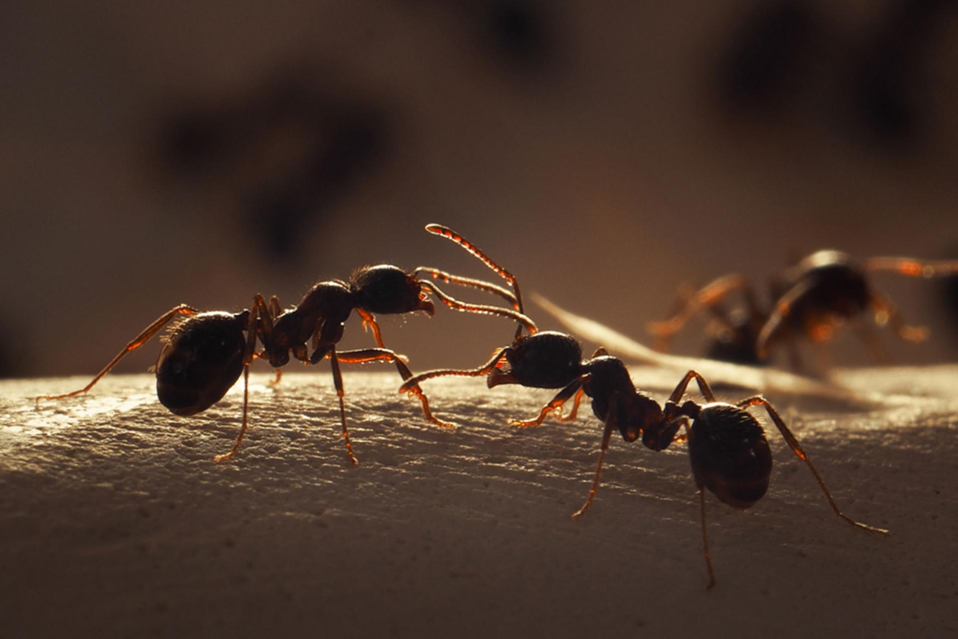Ученые научили цифровых «муравьев» определять оптимальные алгоритмы для программного обеспечения