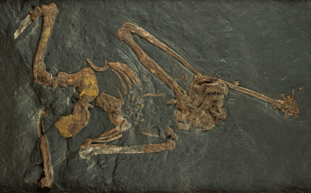 Костяк ореопитека