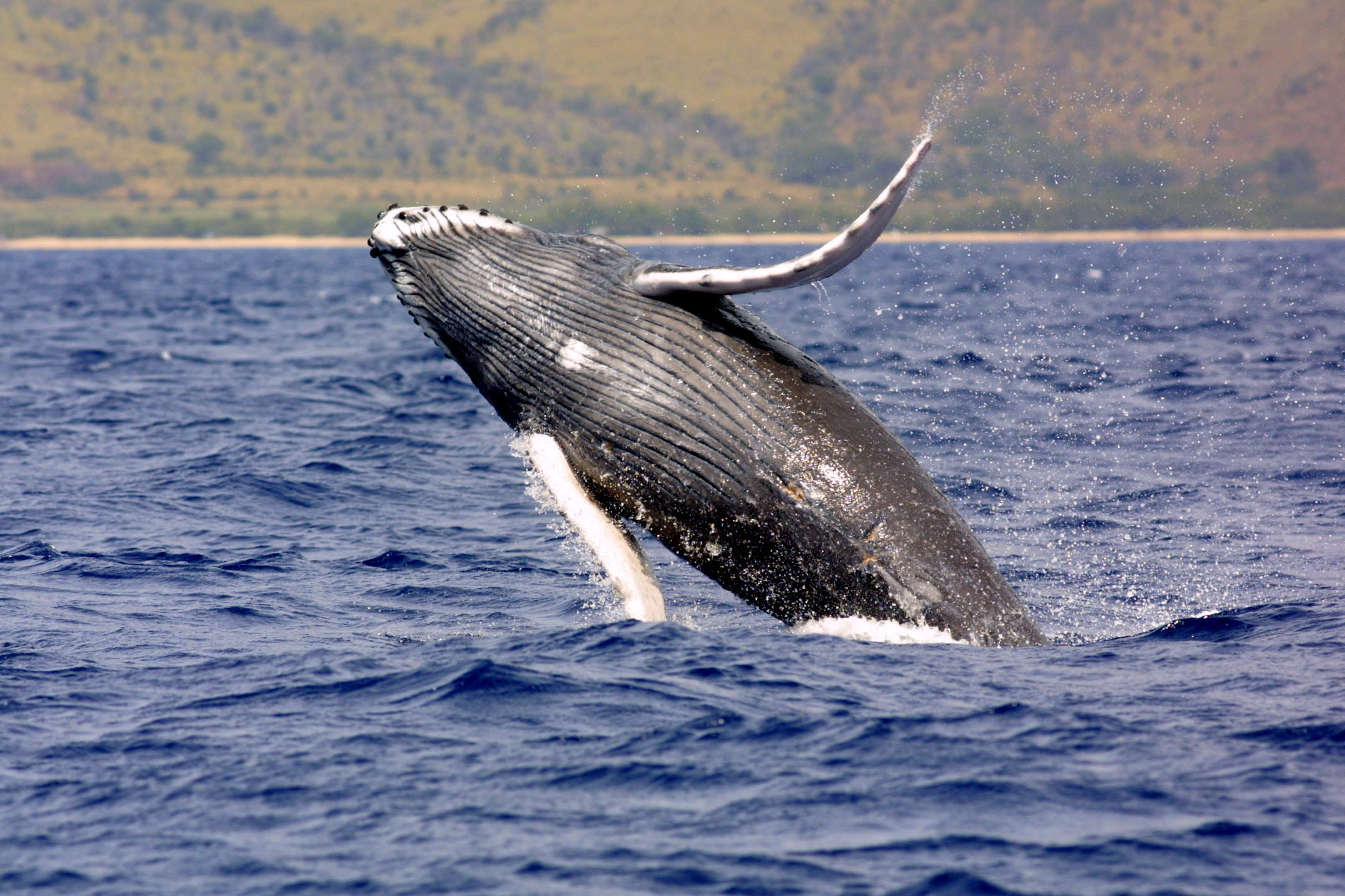 Биологи выяснили, как китам удается незаметно подкрадываться к косякам рыбы