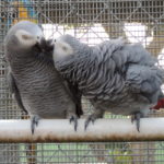 Серые попугаи могут помогать другим без какой-либо пользы для себя