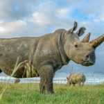 Удалось получить третий эмбрион практически вымершего носорога