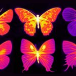 Ученые выяснили, как бабочки спасают свои крылья от перегрева