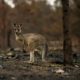 Число жертв среди животных из-за пожаров в Австралии достигло миллиарда