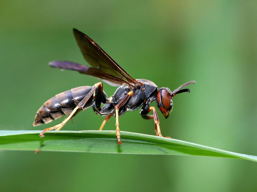 Бумажная оса Polistes fuscatus