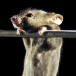 Обнаружен белок, позволяющий животным сохранять упругость мышц без тренировок