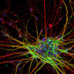 Ученые обнаружили новую форму «клеточного общения»