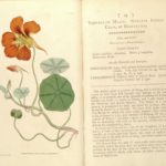 «Рафаэль цветов», Боттичелли и Линней: зачем рисовали ботаники