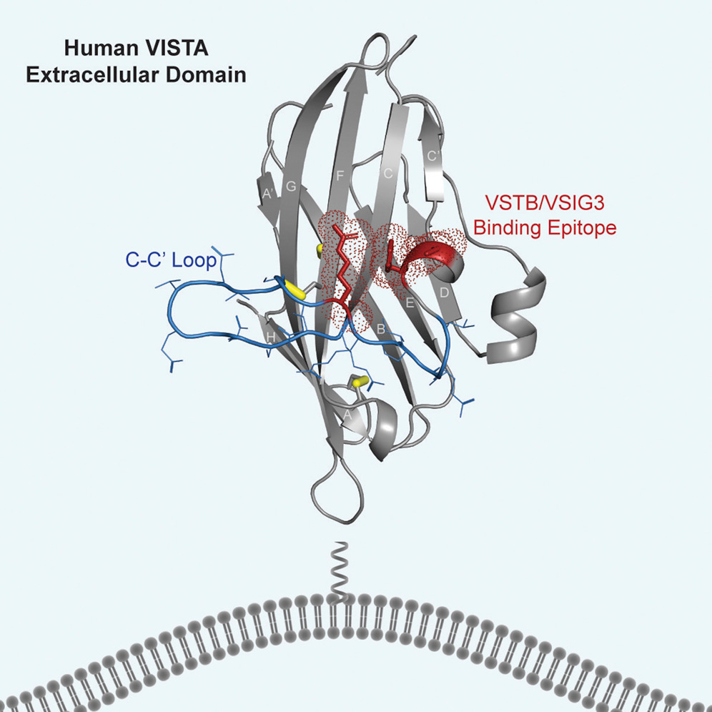 Протеин VISTA, связывающийся с рецептором на клеточной мембране