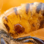 ГМ-бактерии защитят пчел от вымирания