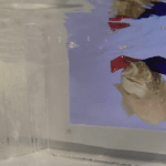 Ученые надели на каракатиц 3D-очки, чтобы понять, как эти существа видят