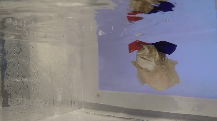 Когда ты каракатица, то ты не просто выглядишь круто в своих 3D-очках, но еще и помогаешь науке.