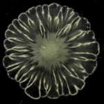 Ученые случайно получили «бактериальные цветы»