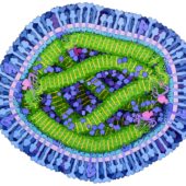Вирус кори в представлении художника. Бледно-розовым показана стенка из липидов, синим — наружные белки, с помощью которых вирус кори прикрепляется к человеческим клеткам / ©Wikimedia Commons