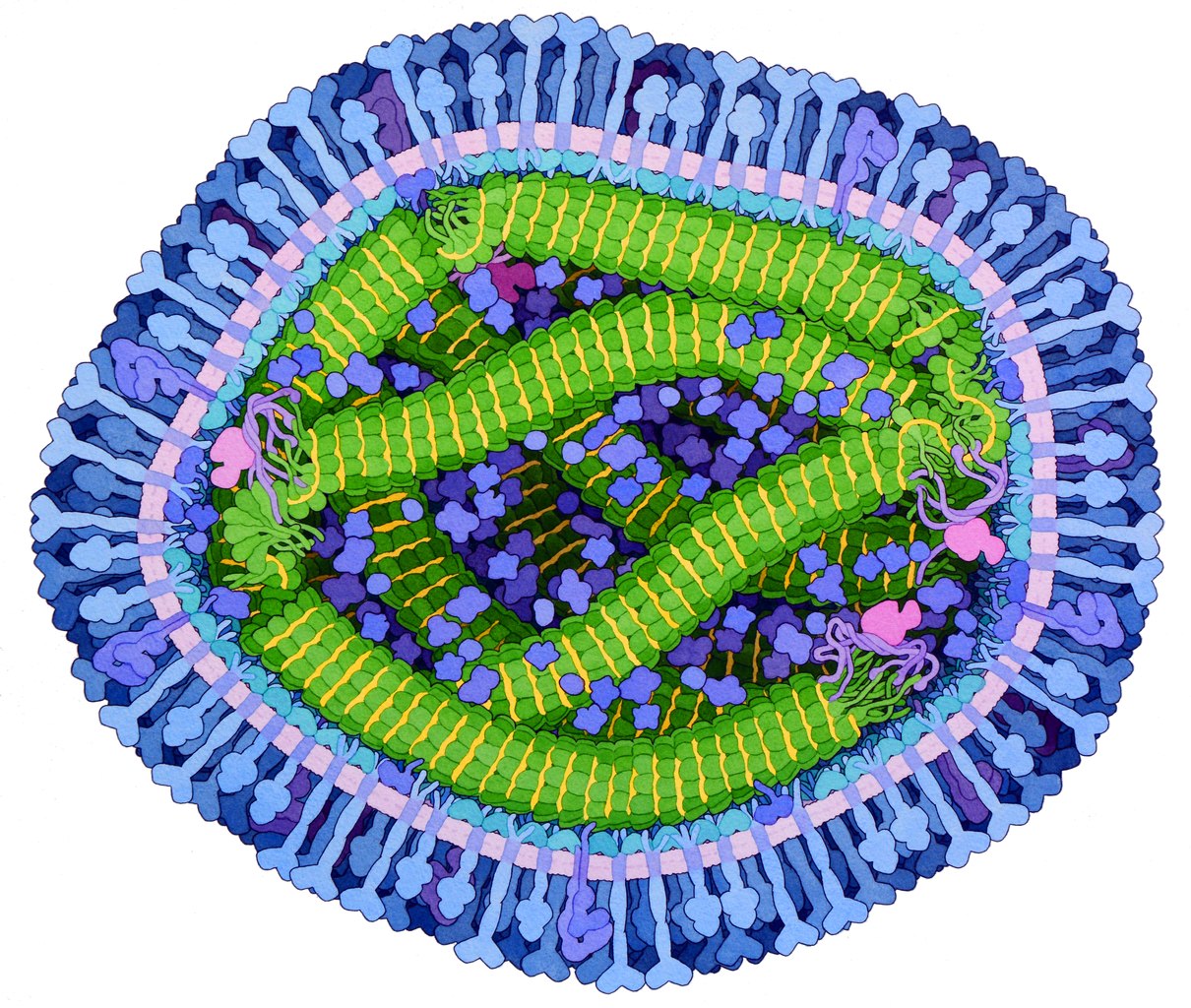 Вирус кори в представлении художника. Бледно-розовым показана стенка из липидов, синим — наружные белки, с помощью которых вирус кори прикрепляется к человеческим клеткам / ©Wikimedia Commons