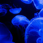 Биологи научились контролировать движения медуз и ускорили их втрое
