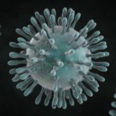 Коронавирус ближневосточного респираторного синдрома, родственника нового китайского. Такие вирусы получили свое название за счет выступов с шариками на конце, напоминающих корону / ©Wikimedia Commons