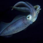 Ученые впервые секвенировали геном гигантского кальмара