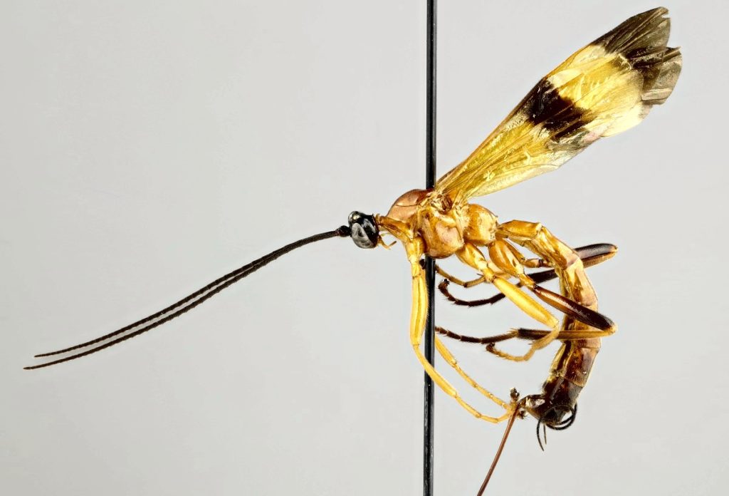 Одна из новинок в роде Acrotaphus
