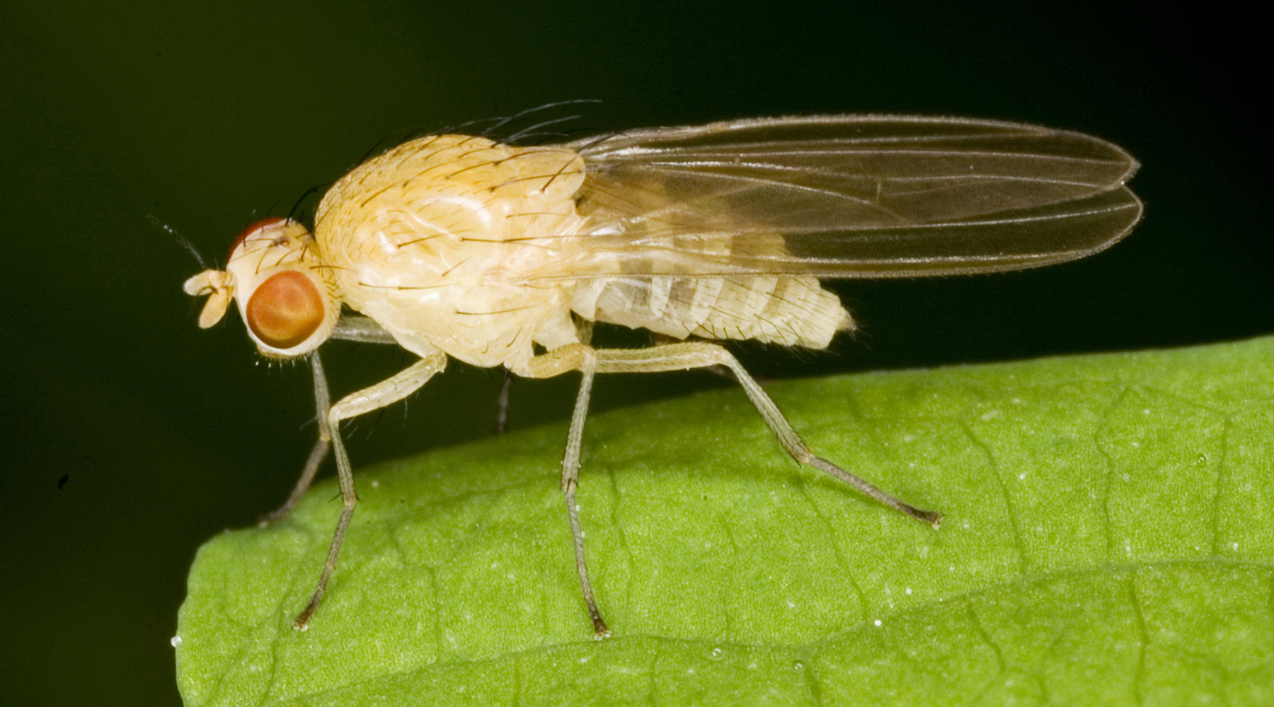 Генетики раскрыли секрет долголетия мух-мутантов