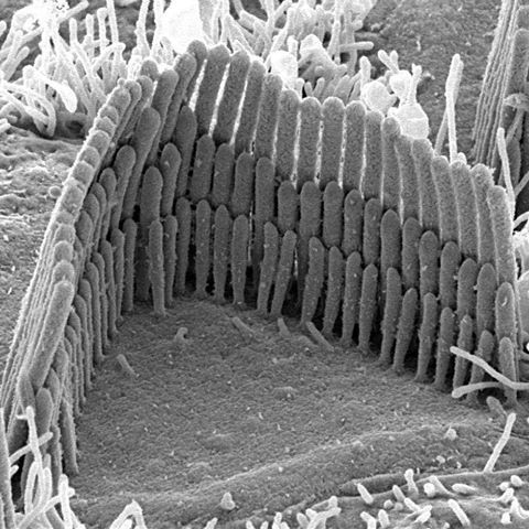 Микрофотография волосковых клеток / © Webstagram
