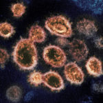 Ученые не обнаружили признаков мутаций в новом коронавирусе