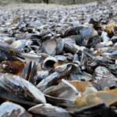Ученые опасаются, что моллюски могут вовсе исчезнуть, поскольку температура океана продолжает расти / © Getty Images