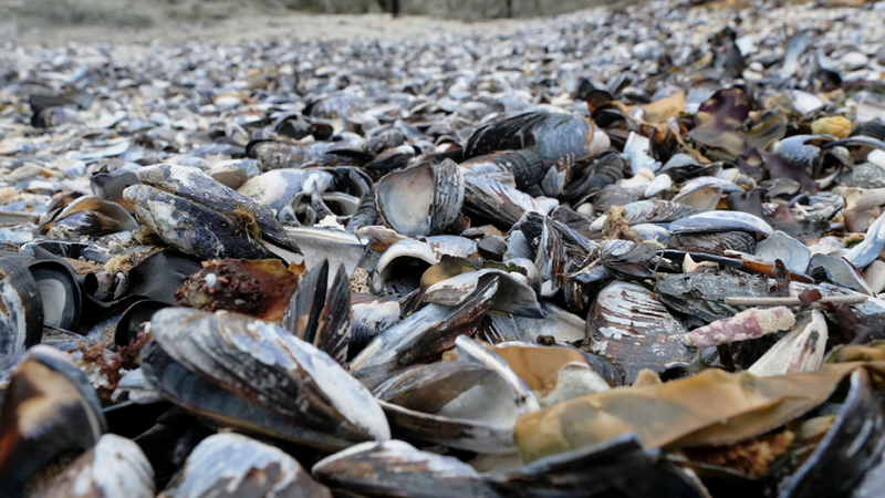 Ученые опасаются, что моллюски могут вовсе исчезнуть, поскольку температура океана продолжает расти / © Getty Images