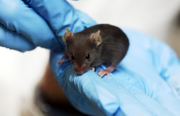 Опыты на лабораторных крысах показали вред марихуаны для потомства