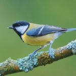 Просмотр видео о других птицах помог синицам лучше выбирать еду
