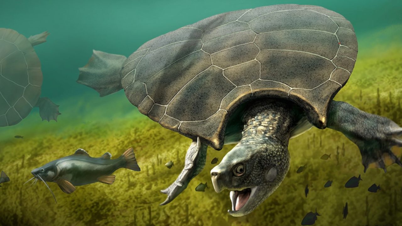 Черепаха Тартаруга
