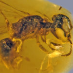 Палеонтологи нашли «переходное звено» между осами и пчелами