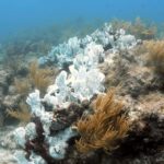Коралловым рифам предсказали исчезновение к 2100 году