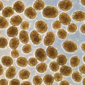 Кластеры бета-клеток под микроскопом