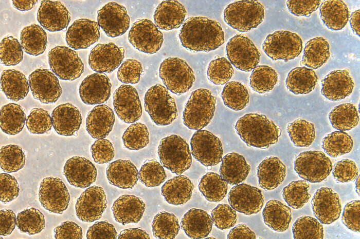 Кластеры бета-клеток под микроскопом