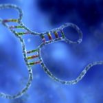 Ученые составили полный атлас микроРНК – важных регуляторных молекул