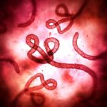 Вирус Эбола записали в помощники при лечении опухоли мозга