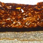 Ученые впервые обнаружили окаменевшую древесную камедь из мелового периода