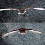 Уникальное исследование птичьего полета раскрыло неожиданную роль хвоста