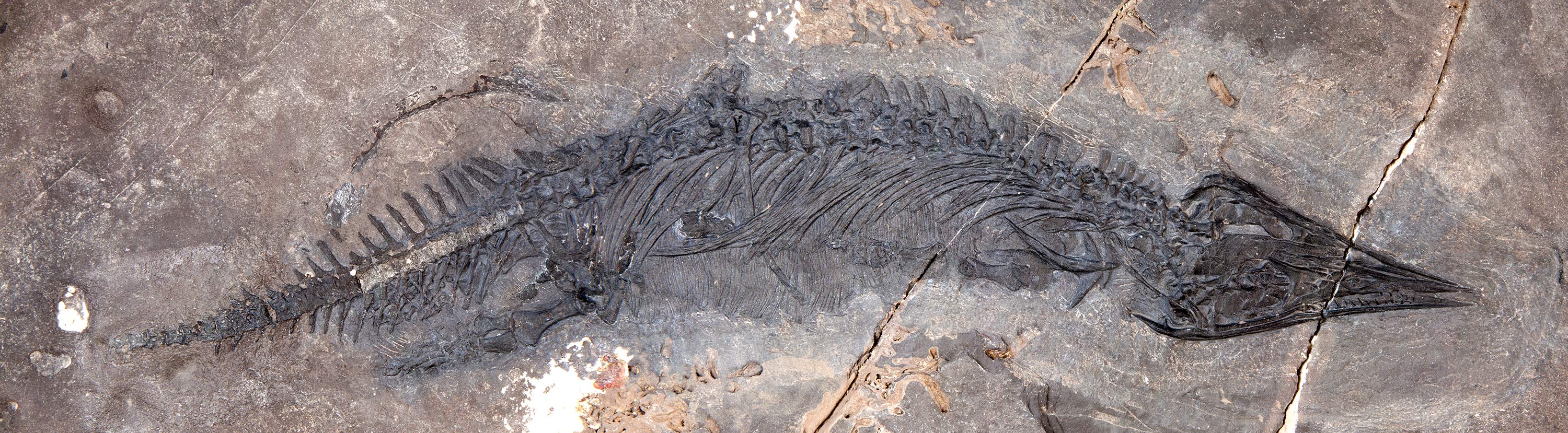 Скелет древних рептилий