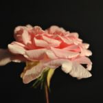 Психологи подтвердили влияние запаха роз на память