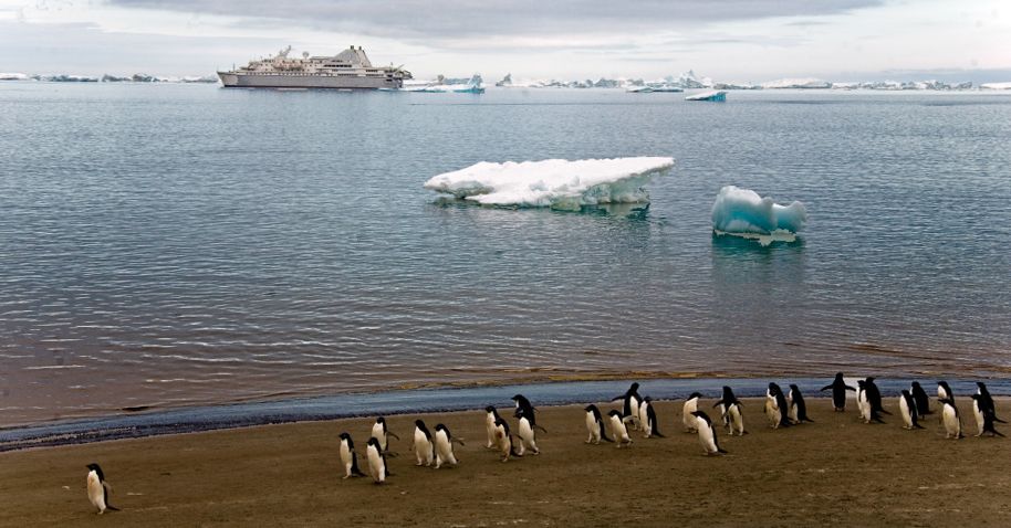 Пингвины на острове Симор (Сеймур) / © Getty Images