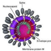 Модель белковых оболочек вируса
