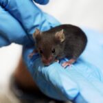 Самцы и самки мышей по-разному реагируют на голодание